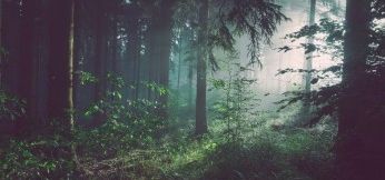 Rezerwat Sosny Taborskie